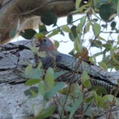 Callocephalon fimbriatum at Hughes, ACT - 12 Apr 2021