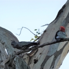 Callocephalon fimbriatum at Hughes, ACT - 12 Apr 2021