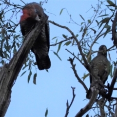 Callocephalon fimbriatum at Hughes, ACT - 12 Apr 2021