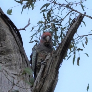 Callocephalon fimbriatum at Hughes, ACT - 12 Apr 2021