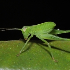 Caedicia simplex (Common Garden Katydid) at Downer, ACT - 16 Apr 2021 by TimL