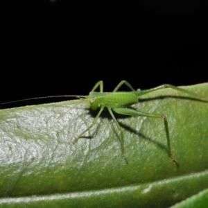 Caedicia simplex at Downer, ACT - 16 Apr 2021