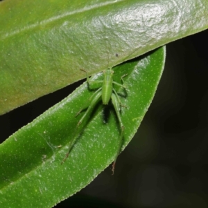 Caedicia simplex at Downer, ACT - 16 Apr 2021 11:06 AM