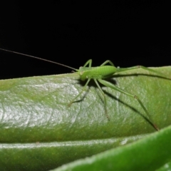 Caedicia simplex at Downer, ACT - 16 Apr 2021 11:06 AM