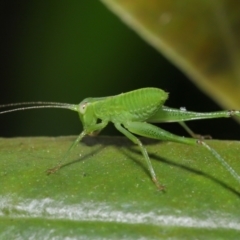 Caedicia simplex at Downer, ACT - 16 Apr 2021 11:06 AM