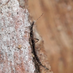 Idolothrips spectrum (Giant thrips) at Downer, ACT - 16 Apr 2021 by TimL