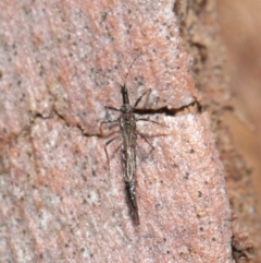 Idolothrips spectrum at Downer, ACT - 16 Apr 2021