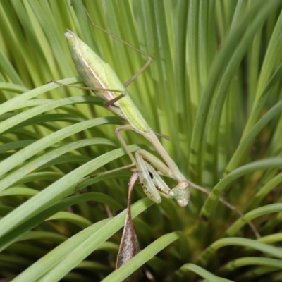 Pseudomantis albofimbriata (False garden mantis) at Acton, ACT - 16 Apr 2021 by TimL
