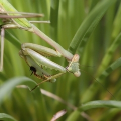 Pseudomantis albofimbriata at Acton, ACT - 16 Apr 2021 10:56 AM