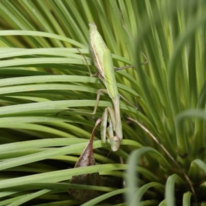 Pseudomantis albofimbriata at Acton, ACT - 16 Apr 2021