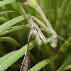 Pseudomantis albofimbriata at Acton, ACT - 16 Apr 2021