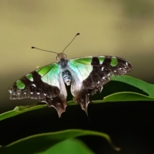 Graphium macleayanum at Acton, ACT - 16 Apr 2021