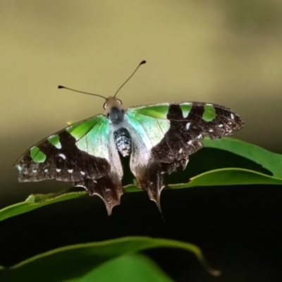 Graphium macleayanum (Macleay's Swallowtail) at Acton, ACT - 16 Apr 2021 by dimageau