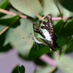 Graphium macleayanum at Acton, ACT - 16 Apr 2021