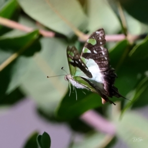 Graphium macleayanum at Acton, ACT - 16 Apr 2021