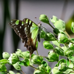 Graphium macleayanum at Acton, ACT - 16 Apr 2021