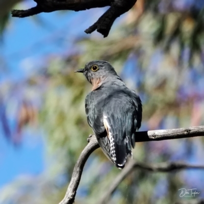 Cacomantis flabelliformis (Fan-tailed Cuckoo) at Acton, ACT - 16 Apr 2021 by dimageau