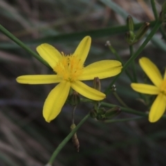 Tricoryne elatior (Yellow Rush Lily) at Conder, ACT - 13 Feb 2021 by michaelb