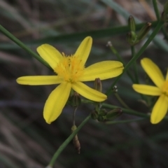 Tricoryne elatior (Yellow Rush Lily) at Pollinator-friendly garden Conder - 13 Feb 2021 by michaelb