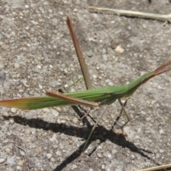 Acrida conica (Giant green slantface) at Pollinator-friendly garden Conder - 21 Feb 2021 by michaelb