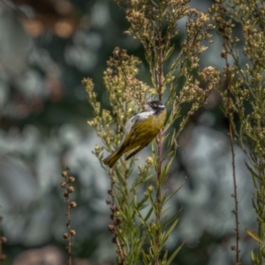 Melithreptus lunatus at Rendezvous Creek, ACT - 11 Apr 2021