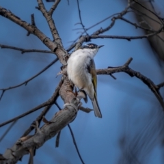 Melithreptus lunatus at Rendezvous Creek, ACT - 11 Apr 2021