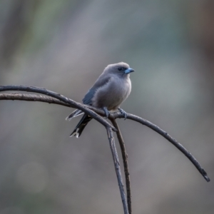 Artamus cyanopterus at Rendezvous Creek, ACT - 11 Apr 2021