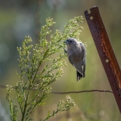 Artamus cyanopterus at Rendezvous Creek, ACT - 11 Apr 2021