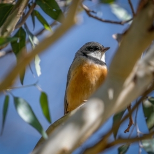 Pachycephala rufiventris at Rendezvous Creek, ACT - 11 Apr 2021