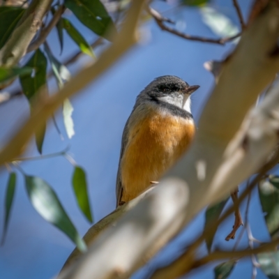Pachycephala rufiventris (Rufous Whistler) at Rendezvous Creek, ACT - 11 Apr 2021 by trevsci