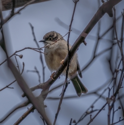 Melithreptus brevirostris (Brown-headed Honeyeater) at Rendezvous Creek, ACT - 11 Apr 2021 by trevsci