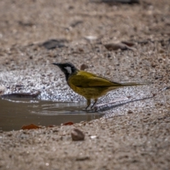 Nesoptilotis leucotis (White-eared Honeyeater) at Rendezvous Creek, ACT - 11 Apr 2021 by trevsci