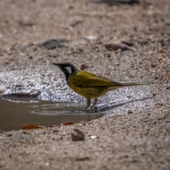 Nesoptilotis leucotis (White-eared Honeyeater) at Rendezvous Creek, ACT - 10 Apr 2021 by trevsci