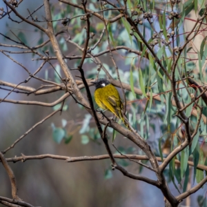 Nesoptilotis leucotis at Rendezvous Creek, ACT - 11 Apr 2021