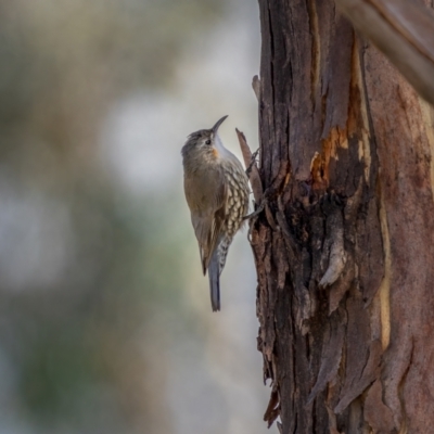 Cormobates leucophaea (White-throated Treecreeper) at Rendezvous Creek, ACT - 11 Apr 2021 by trevsci