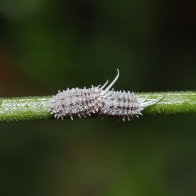 Pseudococcidae sp. (family) (A mealybug) at Downer, ACT - 16 Apr 2021 by TimL