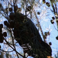 Calyptorhynchus lathami (Glossy Black-Cockatoo) at Moruya, NSW - 11 Apr 2021 by LisaH