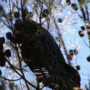 Calyptorhynchus lathami lathami at Moruya, NSW - 11 Apr 2021