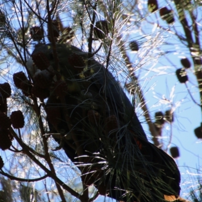 Calyptorhynchus lathami lathami (Glossy Black-Cockatoo) at Broulee Moruya Nature Observation Area - 11 Apr 2021 by LisaH