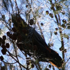 Calyptorhynchus lathami lathami at Moruya, NSW - 11 Apr 2021