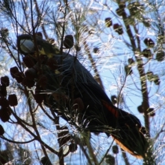 Calyptorhynchus lathami lathami at Moruya, NSW - suppressed