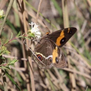 Tisiphone abeona at Moruya, NSW - suppressed