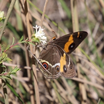 Tisiphone abeona (Varied Sword-grass Brown) at Moruya, NSW - 11 Apr 2021 by LisaH