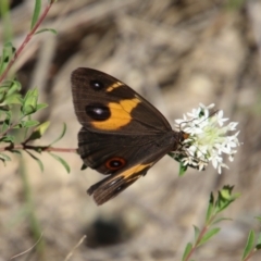 Tisiphone abeona at Moruya, NSW - suppressed