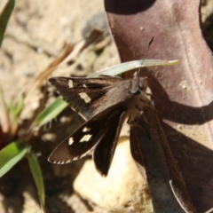 Unidentified Skipper (Hesperiidae) at Moruya, NSW - 11 Apr 2021 by LisaH