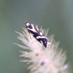 Unidentified Concealer moth (Oecophoridae) at Moruya, NSW - 11 Apr 2021 by LisaH