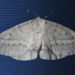 Chenuala heliaspis (Rose Anthelid) at Moruya, NSW - 9 Apr 2021 by LisaH