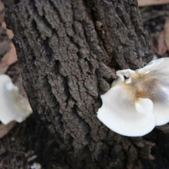 Unidentified Cup or disk - with no 'eggs' at Moruya, NSW - 8 Apr 2021 by LisaH