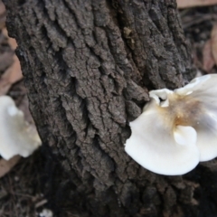 Unidentified Cup or disk - with no 'eggs' (TBC) at Moruya, NSW - 8 Apr 2021 by LisaH