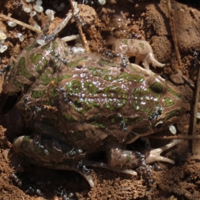 Limnodynastes tasmaniensis (Spotted Grass Frog) at Budjan Galindji (Franklin Grassland) Reserve - 12 Apr 2021 by AndrewZelnik